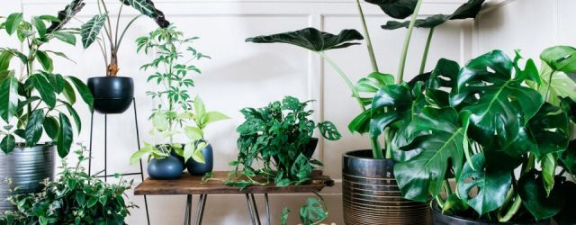 Wonderful  indoor potted plant arrangement ideas