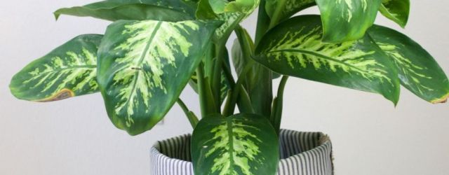 Amazing indoor plant pot decoration ideas