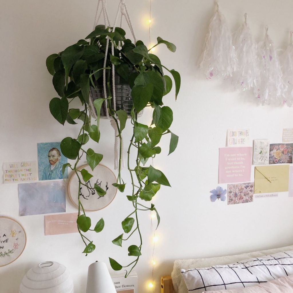 Amazing  plant aesthetic bedroom