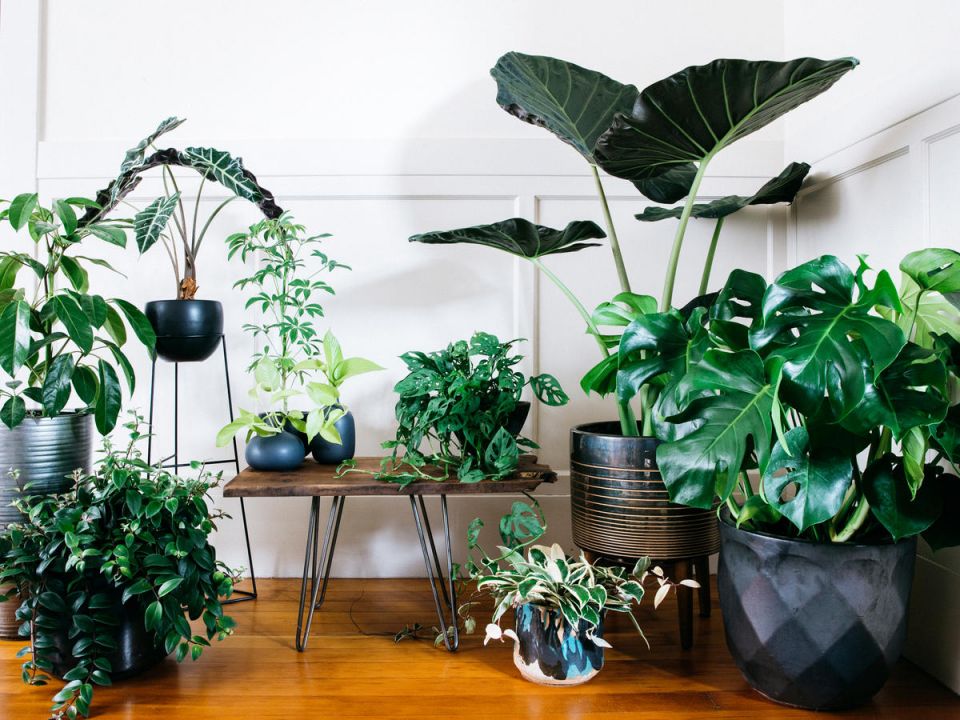 Wonderful  indoor potted plant arrangement ideas